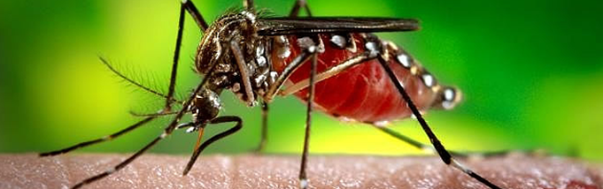 Tenha cuidado com os novos transmissores de Zika vírus