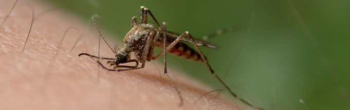Mosquitos: Atração fatal