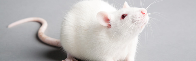 Ratos: o que você precisa saber para mantê-los bem longe