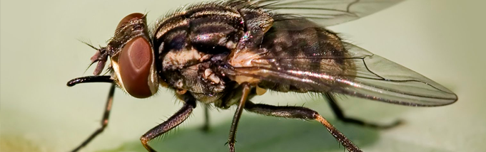 SOLUÇÃO INFALIVEL PARA ACABAR COM AS MOSCAS!! A mosca vai no sal