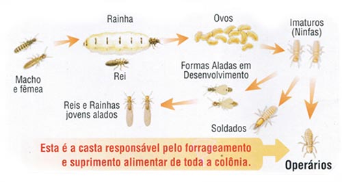 noticia-cupim