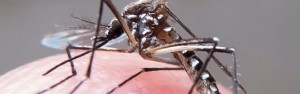 Virus Zika